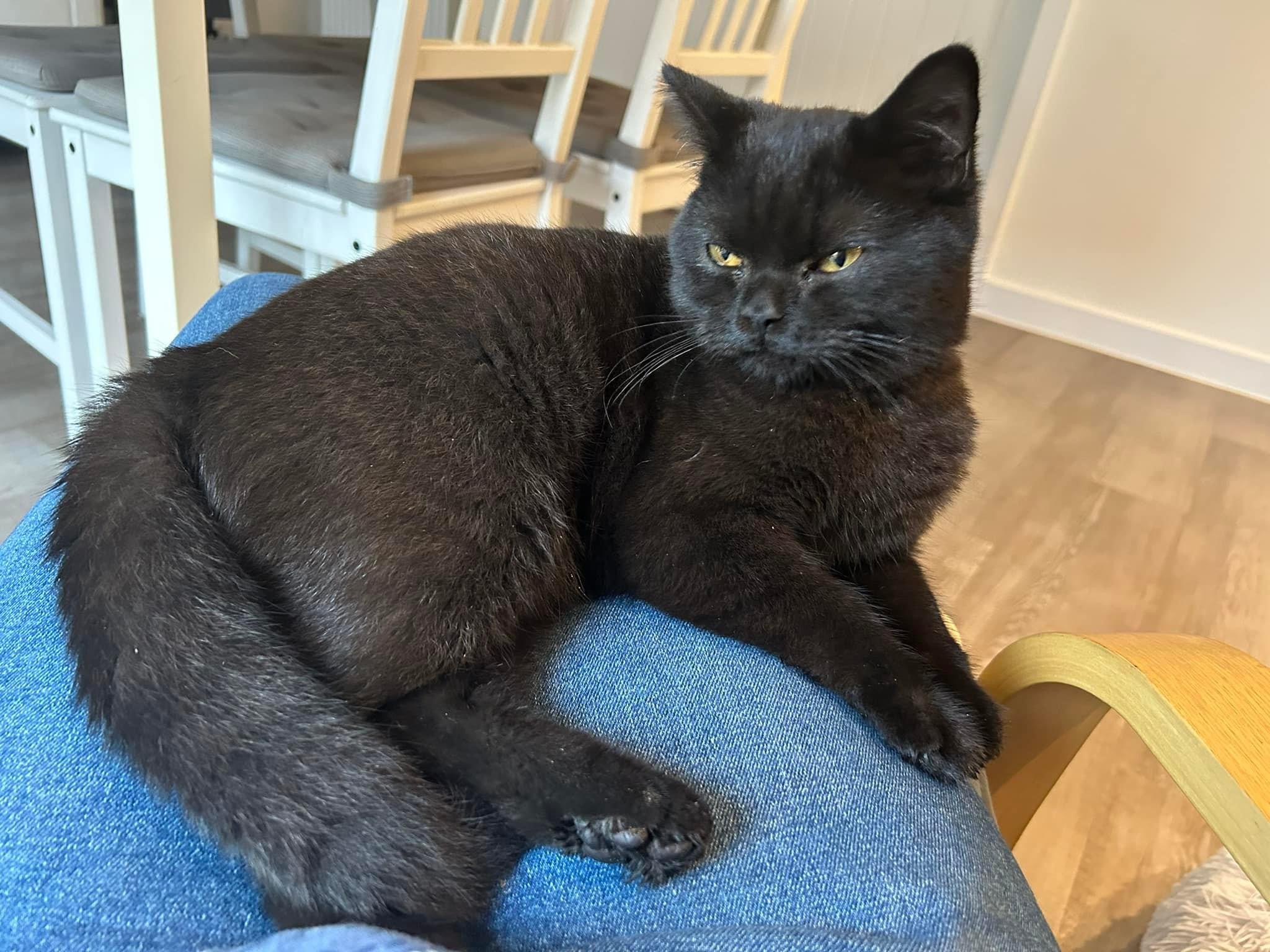 Happy pet (placeholder)